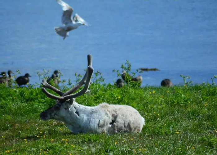 فندق Arctic Boutique Northcape